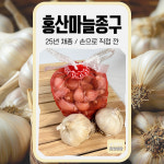 홍산마늘종구 씨앗 손질 마늘종구 2025년 채종 영천 모종 종자 씨 구근 500g (약 100쪽) : 슬기로운농약사