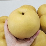 전남 나주 원황 햇 배 3kg 중소과 중대과 제수용 가정용 : 주식회사 더블엠