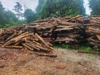 조은장작 참나무 장작 10KG 20KG : 조은장작