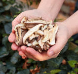 [100%국내산] 건표고버섯 친환경 슬라이스 무농약 : 버섯 명가