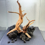 맹그로브 어항 활착 유목 수족관 레이아웃 나무 (가지타입) 랜덤 1PCS : 수초화원