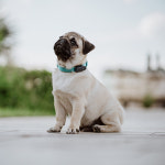 틱리스 미니 독 블랙 외부기생충, 해충방지 : 리오독앤캣