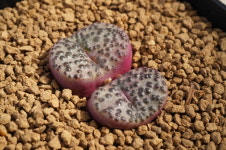 (랜덤) 코노피튬 옵코델륨 홍문 紅紋 Conophytum obcordellum Benishibori 다육농장멕시코 : 다육농장 멕시코