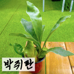 [풀멍상점] 박쥐란 /고사리목, 고란초과, 양치식물, 공기정화 실내인테리어 / 선별발송 분채배송/ 방수라벨 이름표포함-농장직배 : 풀멍상점