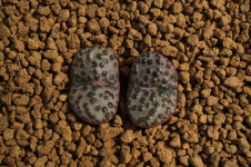 (랜덤) 코노피튬 옵코델륨 홍문 紅紋 Conophytum obcordellum Benishibori 다육농장멕시코 : 다육농장 멕시코