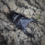 투곤판, 대형 굴피판 20 x 30cm (놀이목,은신처 참나무 수피 / 파충류 등각류 굴피판) : 참좋은굼벵이 곤충농장