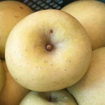 가정용 맛있는 시나노 골드 사과 중과, 3kg, 1개 : 에이치엔비유통