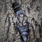 투곤판, 대형 굴피판 20 x 30cm (놀이목,은신처 참나무 수피 / 파충류 등각류 굴피판) : 참좋은굼벵이 곤충농장