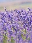 [향료/천연원료] LAVENDER BULGARIA OIL 라벤더 천연 불가리아 100ml : 크로마웍스