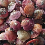 요리하는 아들 국내산 싱싱한 제철 통영 홍가리비 3kg(60미내외) : 요리하는 아들