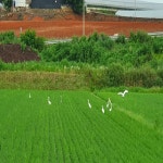 전남 영암 쌀 영호진미 20kg : 새싹농장