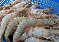 연안 생물 자연산 대하 1kg : 수산물 사장님