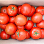 [싱싱냠냠] 국내산 완숙 토마토 찰토마토 (중과) 1박스 5kg : 싱싱냠냠