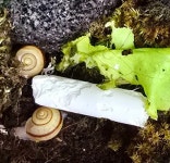 문교 탄산분필 10개입 (달팽이 칼슘보충) : 참좋은굼벵이 곤충농장