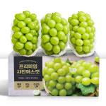 [산지에서바로] 프리미엄 고당도 샤인머스캣 망고 포도 과일선물세트 : 하루한개
