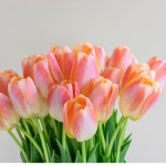 [꽃모종]튤립-쿤윤 : 10cm분 : 꽃씨몰-서울화훼