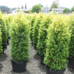 향나무 골드콘 수고 40cm 포트묘 관상수 조경수 침엽수 묘목 : 케이탑가든센터