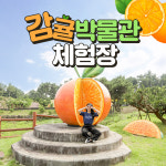 제주 감귤박물관 체험장 / 제주도 마카롱 스모어쿠키 피자 만들기 : 브이패스