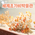 제주 세계 조가비 박물관 / 제주도 여행 서귀포 실내 관광지 조개 아트뮤지엄 : 브이패스
