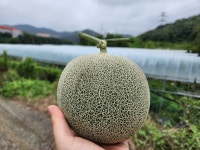 [산지직송]천안 수신메론 레드퀸 백자메론 4kg, 6kg, 8kg : 찬이네 농장