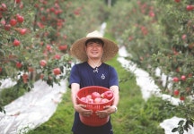청년농부 생산자 직접 판매 충주사과 5kg 홍로 추석 명절 선물용 꿀사과 : 섭이네 사과농장