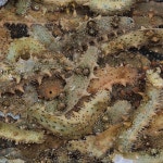 해삼 500g : THE조은수산