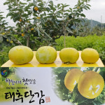 [예약발송] 재주농장 아삭하고 달콤한 태추단감 5kg 중소, 중대, 특대 : 재주농장 태추단감