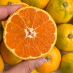 귤10kg 제주 노지 효돈 감귤 조생 타이벡 귤 고당도 5kg : 맑은곳간