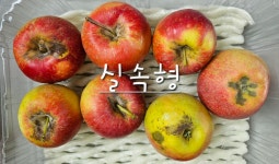 장자울농원 고당도 햇사과 루비에스 미니 꼬마사과 농장직송 2kg 4kg : 달고나과일점