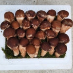 참송이버섯 상품 1kg : 양촌버섯농장