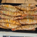 생새우회 노지 새우 회 대하철 : 맛청년농수산