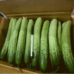 [삼형제청과]백다다기 못난이 백오이 2kg (10개내외) : 로건스타마켓