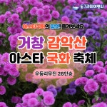 동그라미여행사 부산출발 국내테마여행 거창 감악산 아스타국화축제 창포원 우둔산 Y자출렁다리 당일투어 부산출발테마여행 : 동그라미여행사