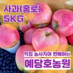 사과사랑예산삽티농원 | [ 예당호농원 ] 예산사과 홍로 5kg ( 11~20과 ) 명절선물 제수사과 제사용 : 예당호농원