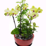 사무실 이전 식당 오픈 개업 동서양란 실내식물 화분 : 070플라워