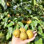 [서기네농장] 토종 야생돌배 산돌배 광양 백운산 돌배 : 서기네농산물