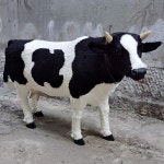 젖소 모형 농장 체험 젖짜기 목장 포토존 동물 축산업 업소용 가게 : 미루월드