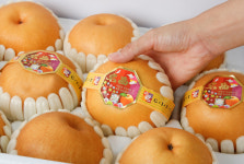 저탄소 GAP 햇배 산지직송 25년산 추석선물세트 프리미엄 7.5kg 선물용 명절선물 특A급 : 전주승원농장