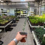 삼각잎 아카시아 (소품) (랜덤발송) 관엽식물 공기정화식물 플랜테리어 선유플라워 : 선유플라워그라운드