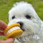 뽀뽀제과 뽀뽀샌드 강아지 수제 간식 (2개입) : 뽀뽀제과 BBOBBO