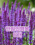 야생화 멕시칸히솝 블루 모종 6개 : 삼룡이농원