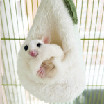 배 모양 둥지 피그미다람쥐 해먹 슈가글라이더 포치 : 미니스토리펫