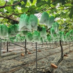 고당도 제철 샤인머스켓 4Kg 샤인거봉 당일수확출고 : 자바몰