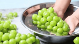 경치농원샤인머스켓 | [산지직송] 샤론포도농원 샤인머스켓 17Brix, 2kg, 1개 : 강화도 샤론포도농원