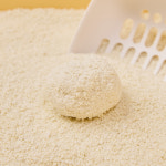 3651 퀵클럼핑 카사바 고양이 모래 4kg X 2개입(1박스) : 3651 브랜드스토어