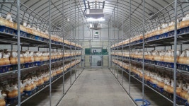 [계원버섯농장] 새송이 느타리 1kg 2kg 발효살균법 고급 느타리 버섯 세트 : 안심농