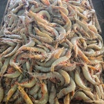 태안 제철 자연산 대하 1kg 2kg 생물·급냉 왕새우 소금구이 구이용 입호강수산 : 입호강수산