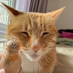 강아지 털 키링 고양이 인형 자동차 키링 열쇠고리 : DRAW DAY