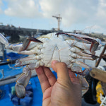 냉동 꽃게 급냉 연평도 암꽃게 최상급 1kg 활 산지직송 절단 : 자연제철식탁