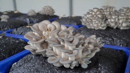 [계원버섯농장] 새송이 느타리 1kg 2kg 발효살균법 고급 느타리 버섯 세트 : 안심농